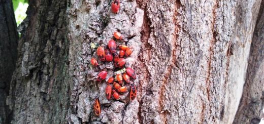 фото клопы солдатики