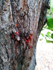 Группа клопов-солдатиков