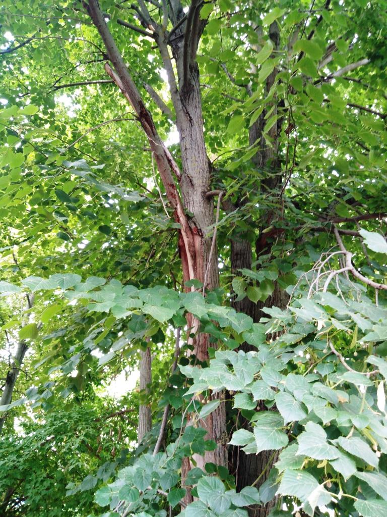 Клопы солдатики стаей на дереве