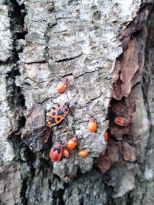 Клопы солдатики на дереве