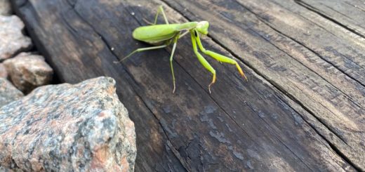 Богомол обыкновенный фото 2021