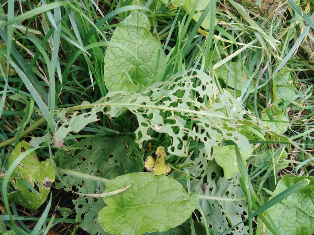 гусеницы съели листья