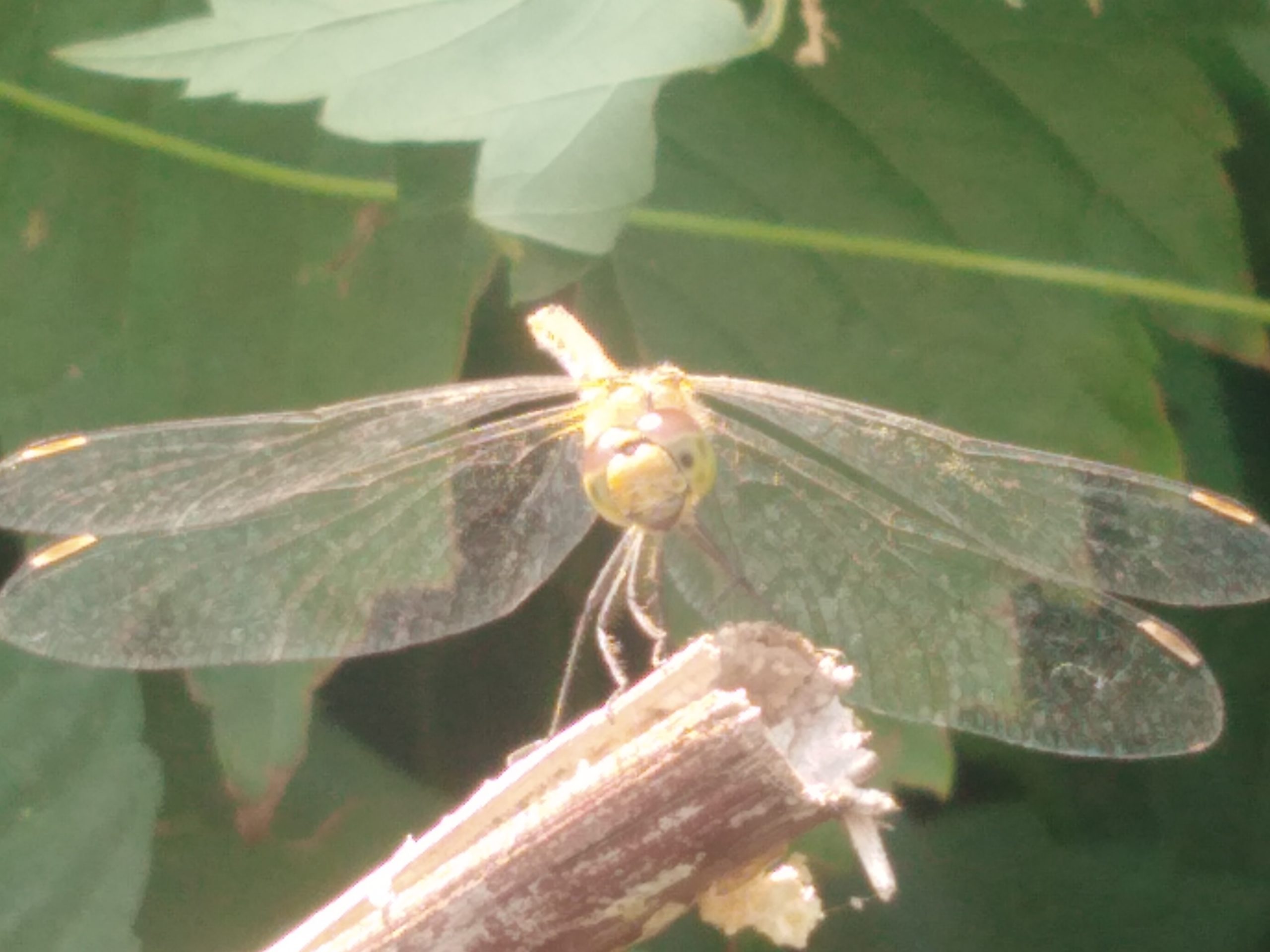 Sympetrum sanguineum
