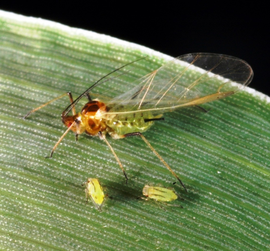 Большая злаковая тля (Macrosiphum avenae)