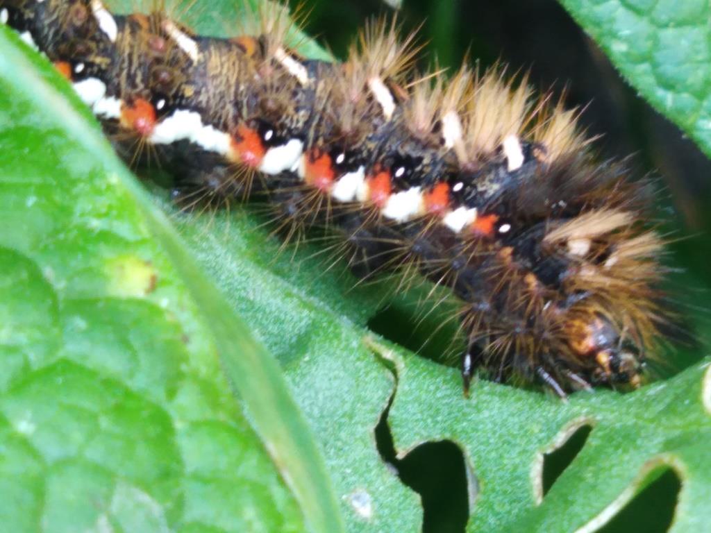 Щавелевая гусеница