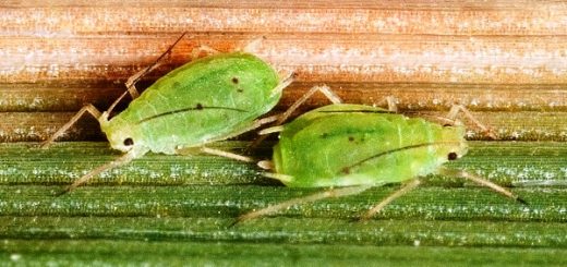 злаковая тля фото