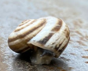 Cepaea hortensis