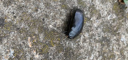 Водолюб фото