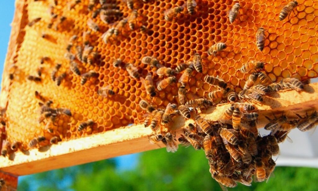 пчёлах в улье