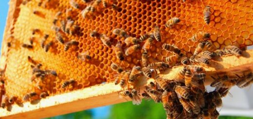 пчёлах в улье